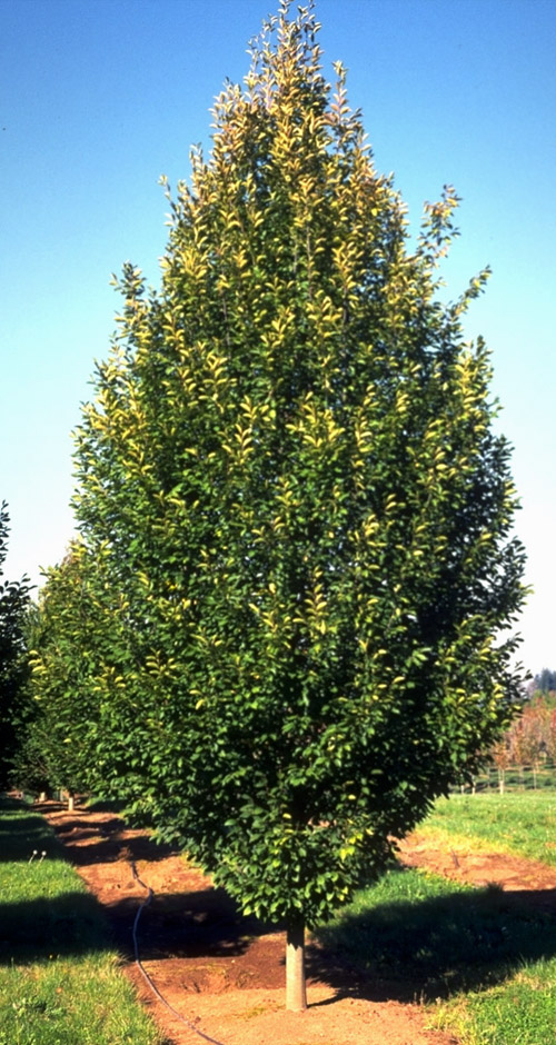 European Hornbeam